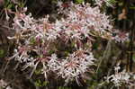 Mountain azalea